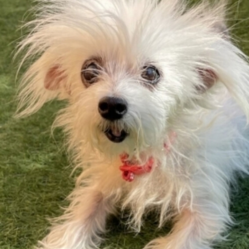 Meet your Posher, Carina Ann